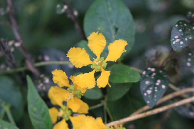 Aspicarpa hexandra photo 8