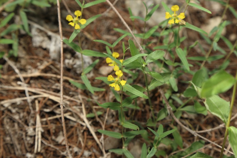 Hyssopleaf Asphead