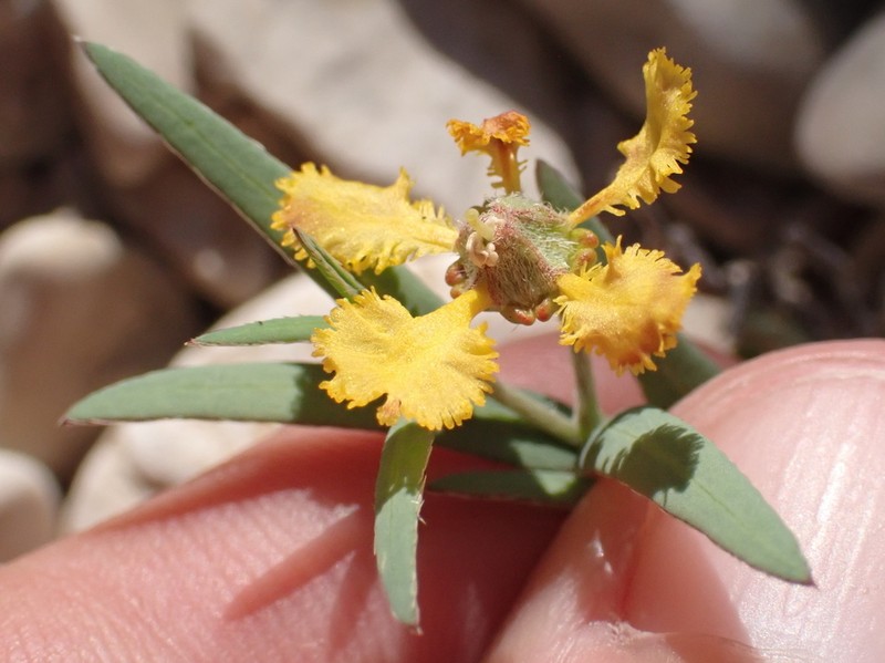 Hyssopleaf Asphead photo 2