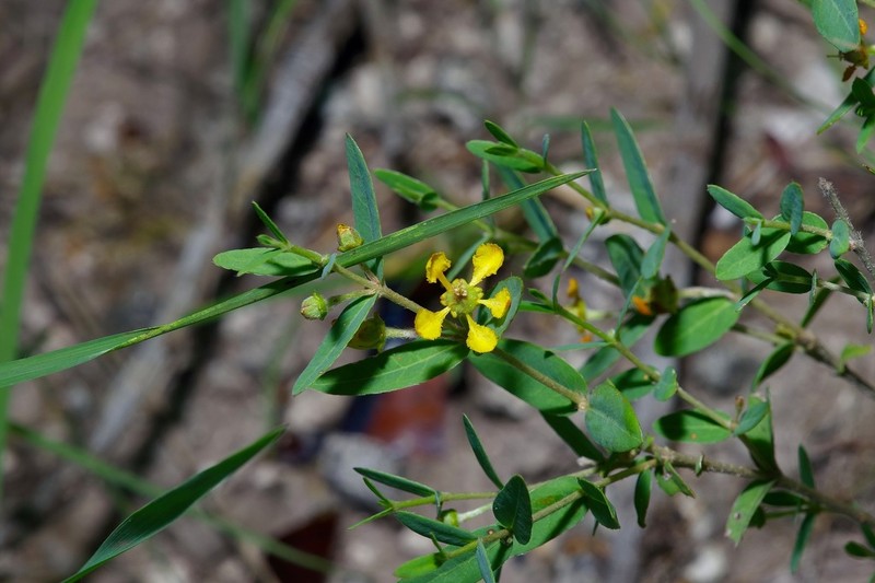 Hyssopleaf Asphead photo 3