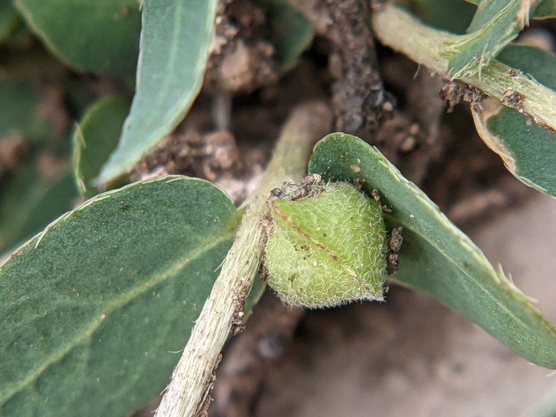Hyssopleaf Asphead photo 4