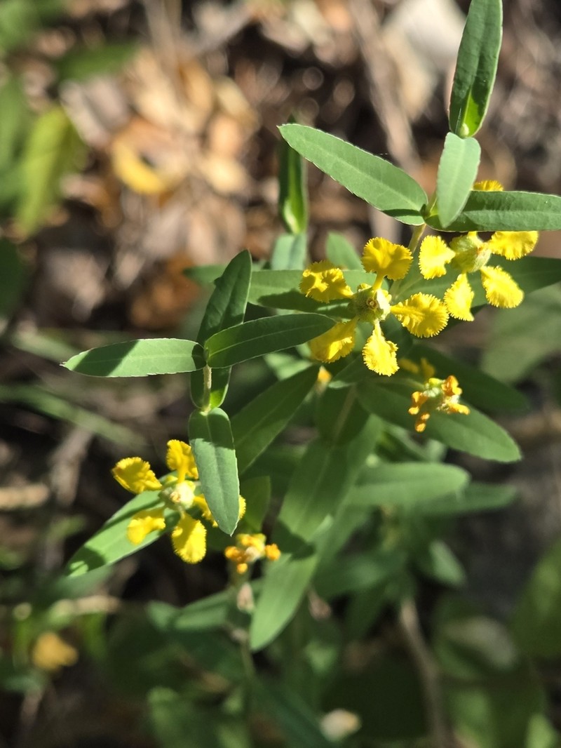 Hyssopleaf Asphead photo 5