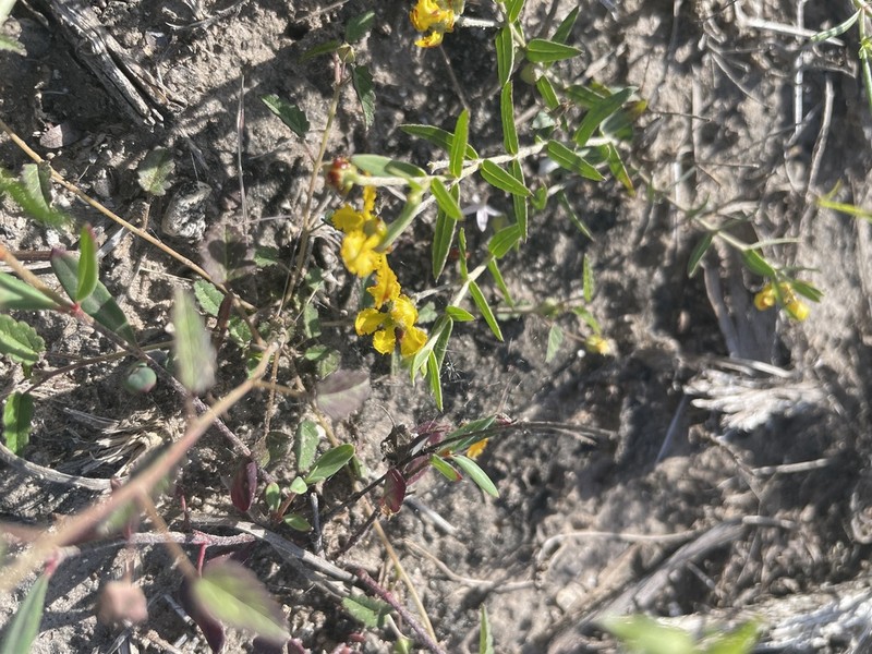 Hyssopleaf Asphead photo 6