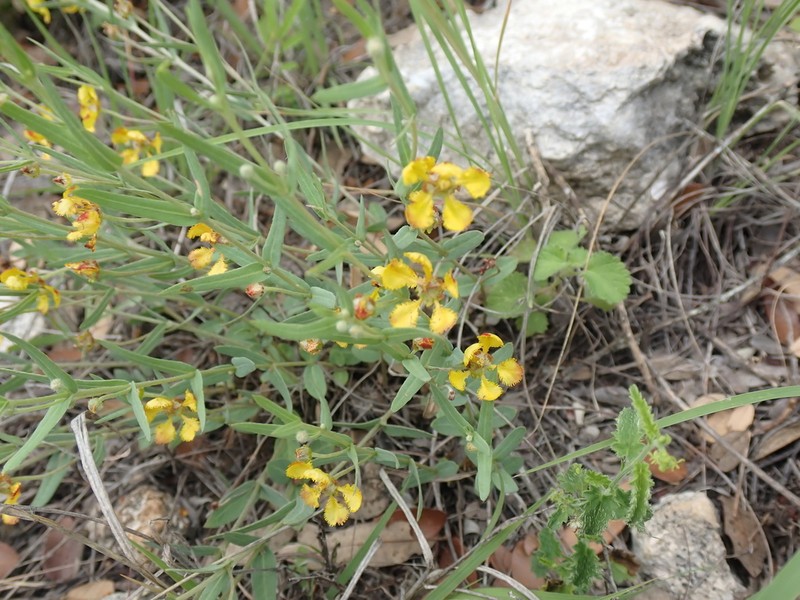 Hyssopleaf Asphead photo 7