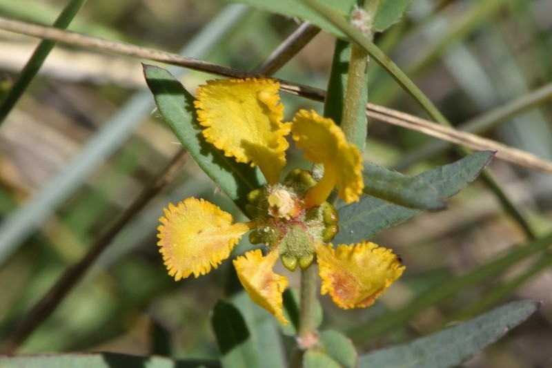 Hyssopleaf Asphead photo 8