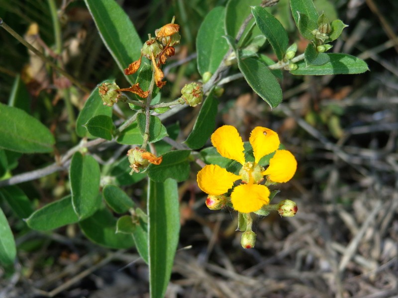 Aspicarpa karwinskiana