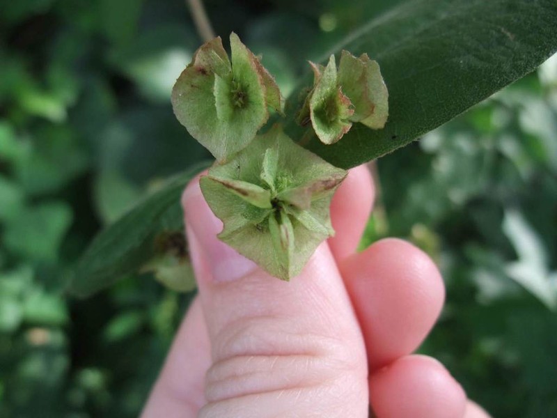 Aspicarpa mcvaughii