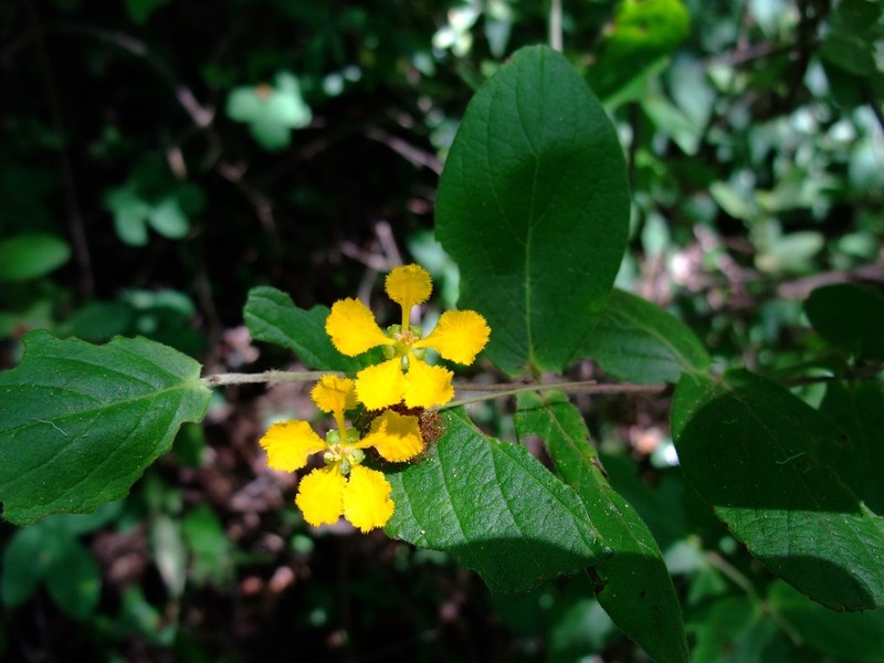 Aspicarpa mcvaughii photo 2