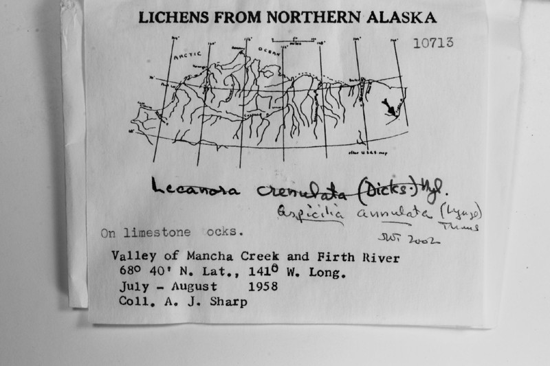Rimmed Lichen photo 3