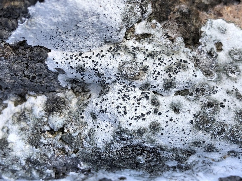 Aquatic Aspicilia