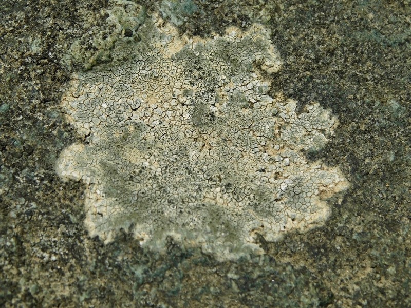 Aquatic Aspicilia photo 2