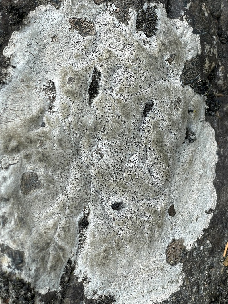 Aquatic Aspicilia photo 3