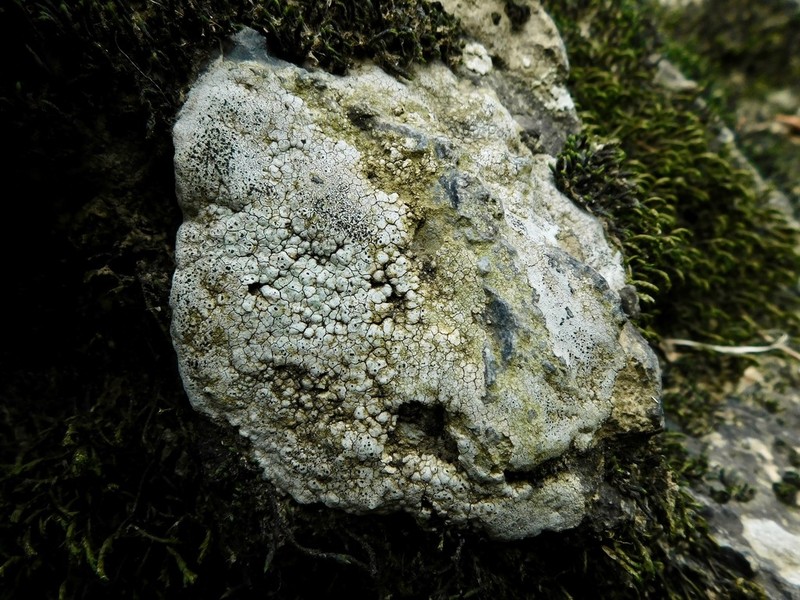 Aquatic Aspicilia photo 4