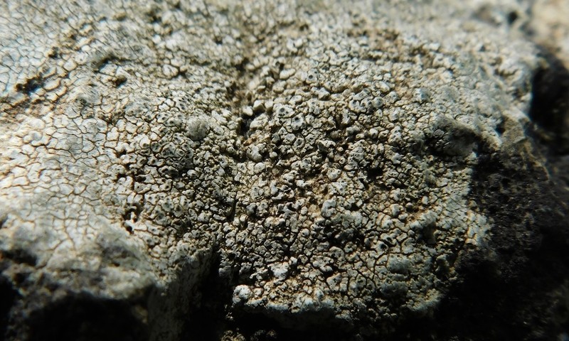 Aquatic Aspicilia photo 5