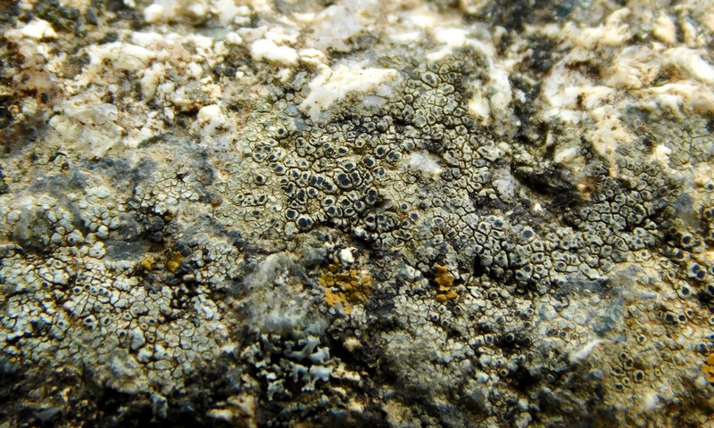 Aquatic Aspicilia photo 7