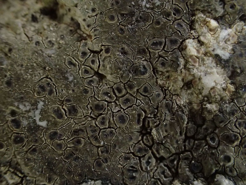 Aquatic Aspicilia photo 8