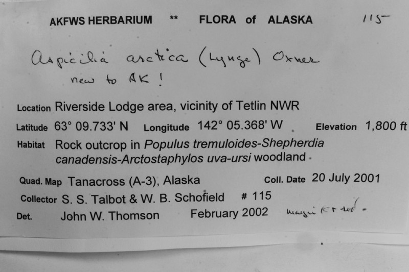 Arctic Aspicilia photo 2