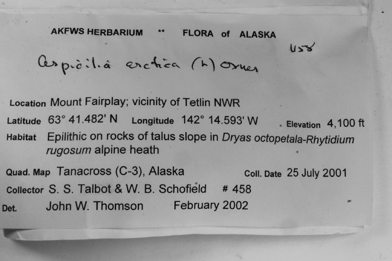 Arctic Aspicilia photo 3