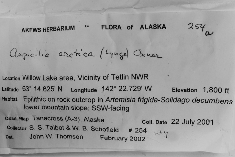 Arctic Aspicilia photo 4