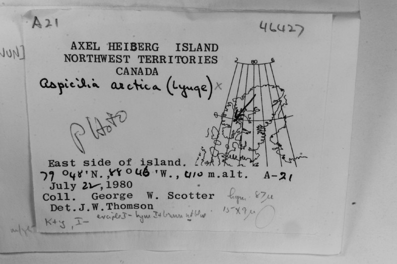 Arctic Aspicilia photo 5