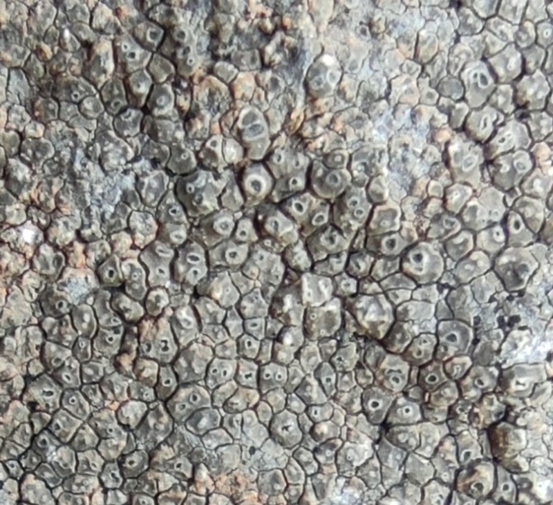 Rimmed Lichen photo 2