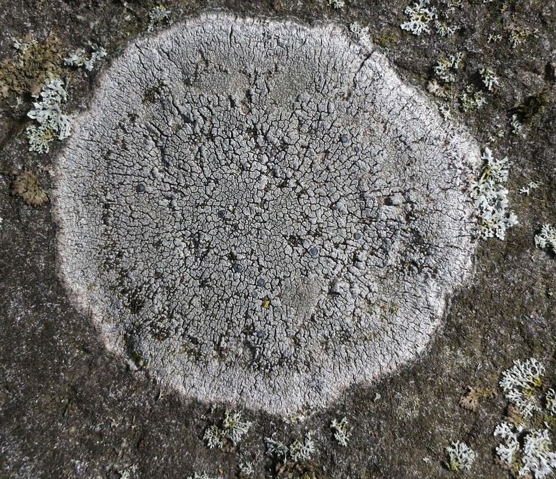 Rimmed Lichen photo 4