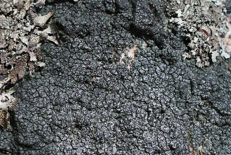 Rimmed Lichen photo 5