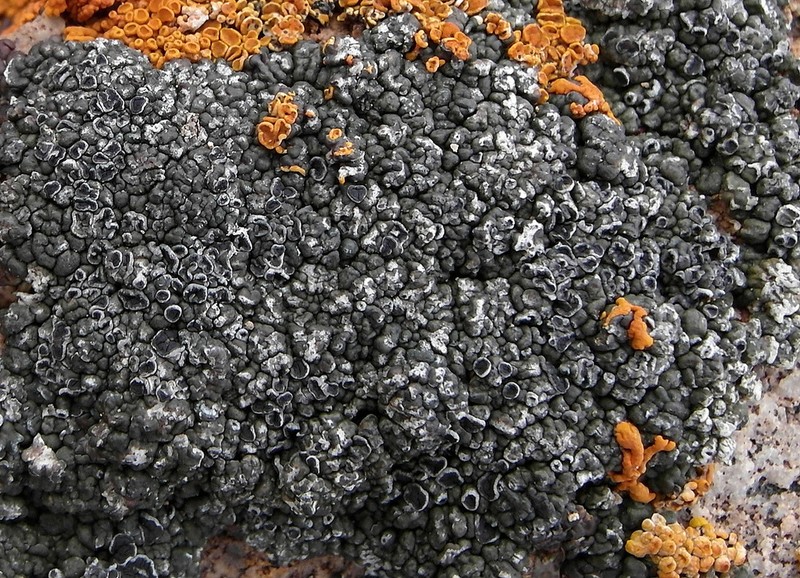 Rimmed Lichen photo 7
