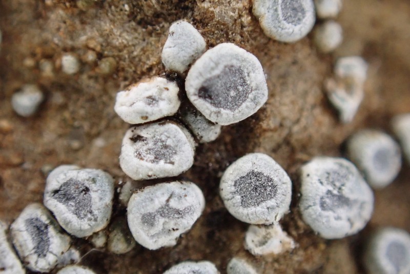Calcareous Rimmed Lichen photo 7