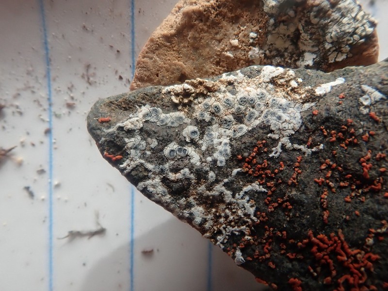 Rimmed Lichen