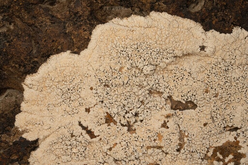 Rimmed Lichen photo 4