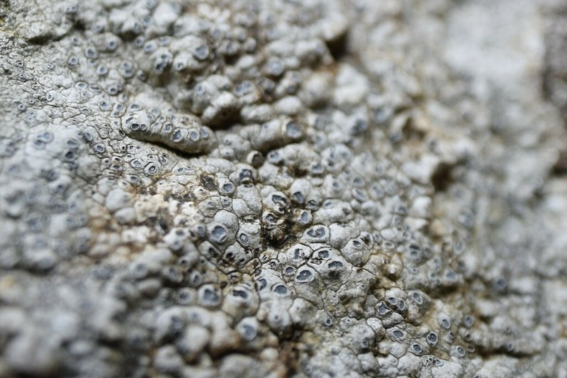 Rimmed Lichen photo 5