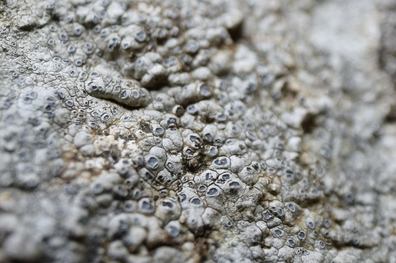 Rimmed Lichen photo 7