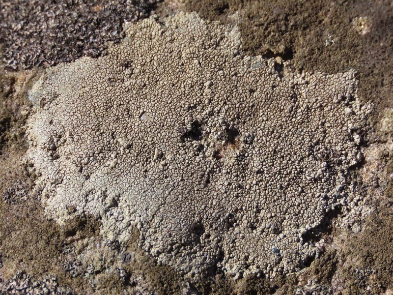 Rimmed Lichen photo 2