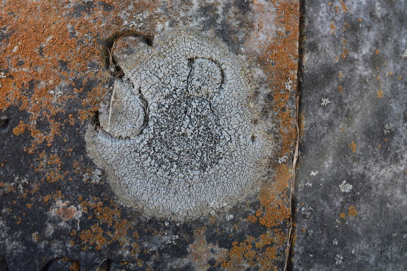 Rimmed Lichen photo 3