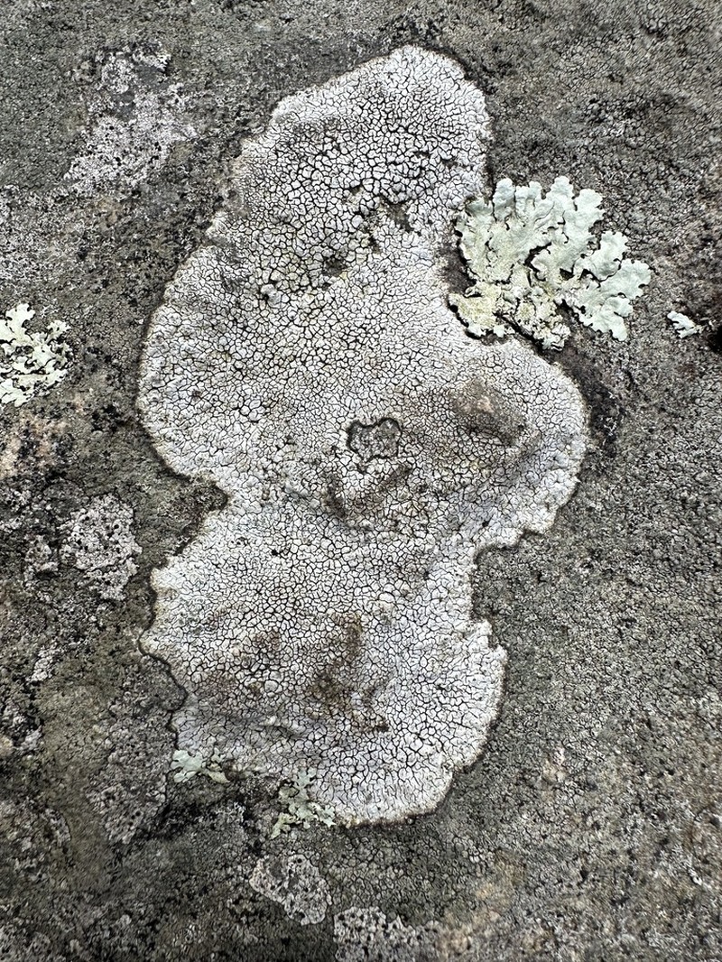 Rimmed Lichen photo 4