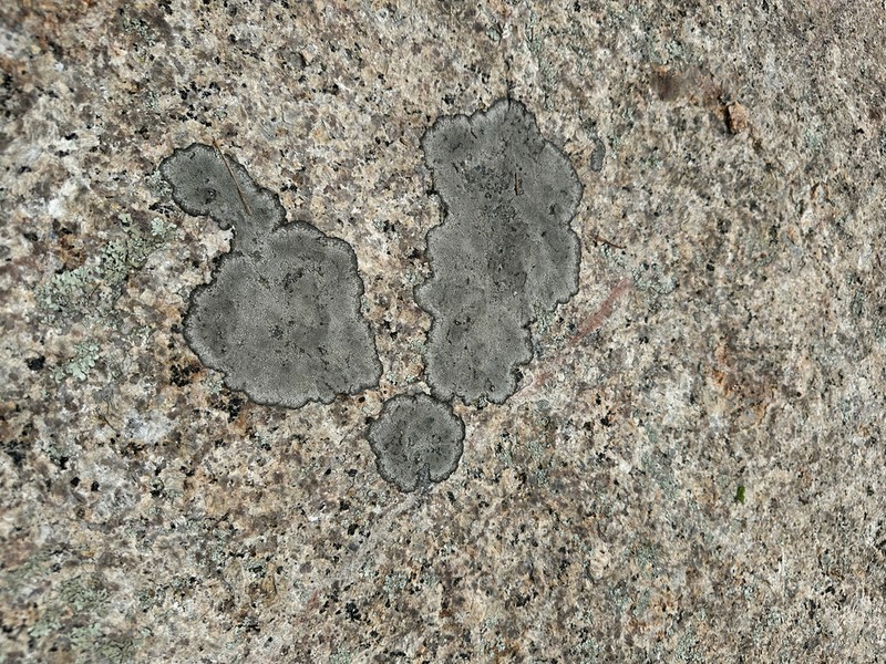 Rimmed Lichen photo 5