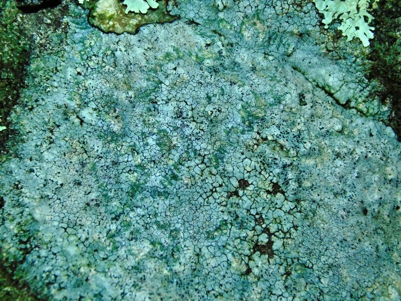 Rimmed Lichen photo 6