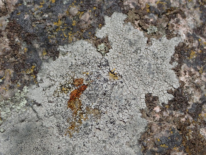 Rimmed Lichen photo 7