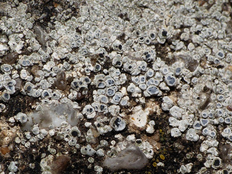 Contorted Rimmed Lichen