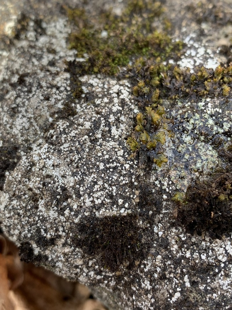 Contorted Rimmed Lichen