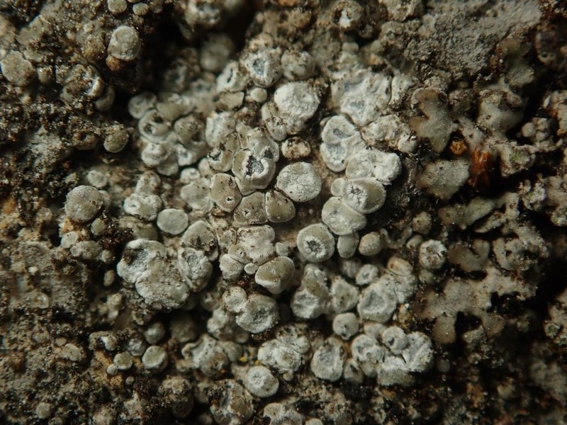 Contorted Rimmed Lichen photo 2