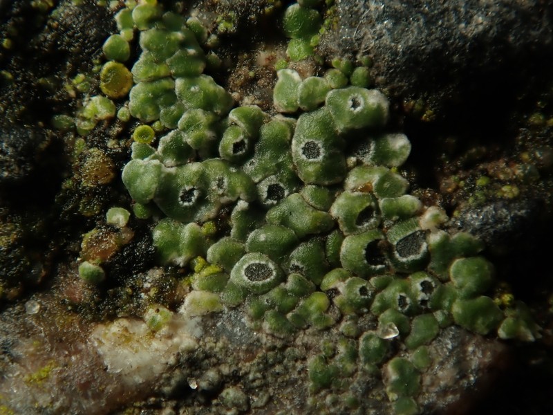 Contorted Rimmed Lichen photo 3