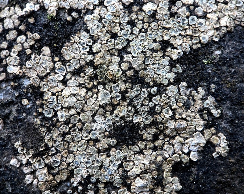 Contorted Rimmed Lichen photo 4