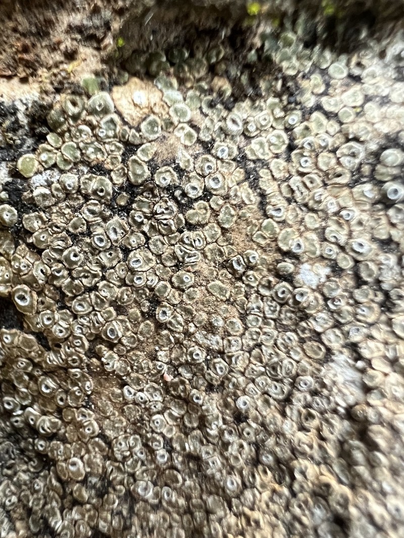 Contorted Rimmed Lichen photo 5