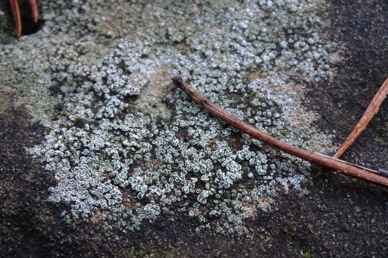 Contorted Rimmed Lichen photo 7