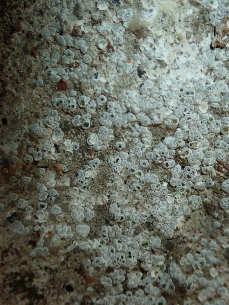 Contorted Rimmed Lichen photo 8