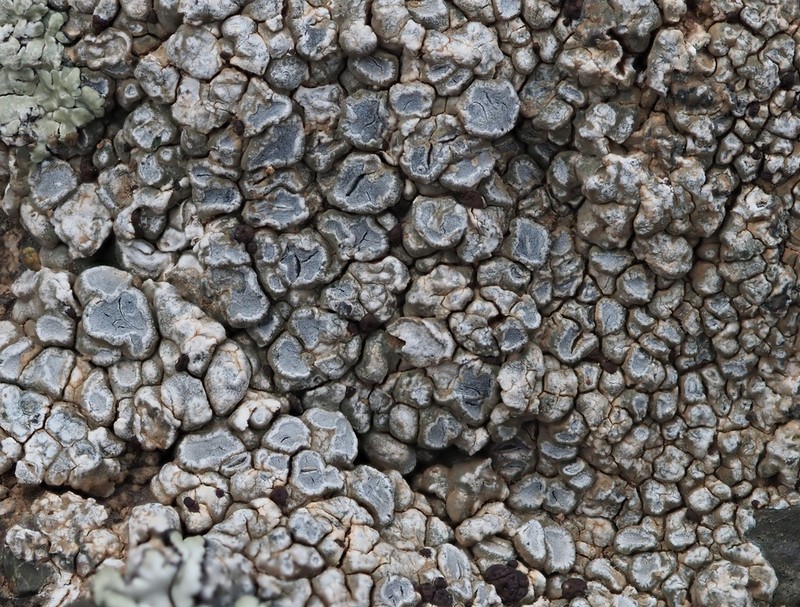 Desert Aspicilia photo 2