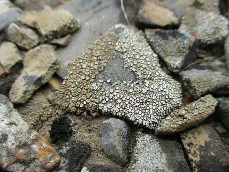 Desert Aspicilia photo 3