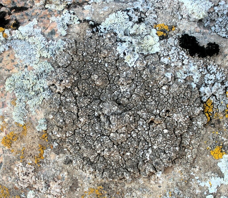 Desert Aspicilia photo 4